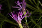 Narrowleaf ironweed 